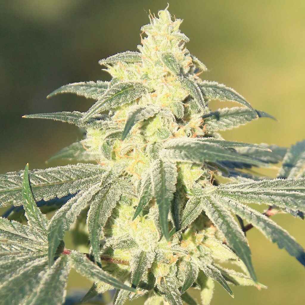 buy-gorilla-glue-feminised-seeds-by-elev8-seeds-intl-starseed-network