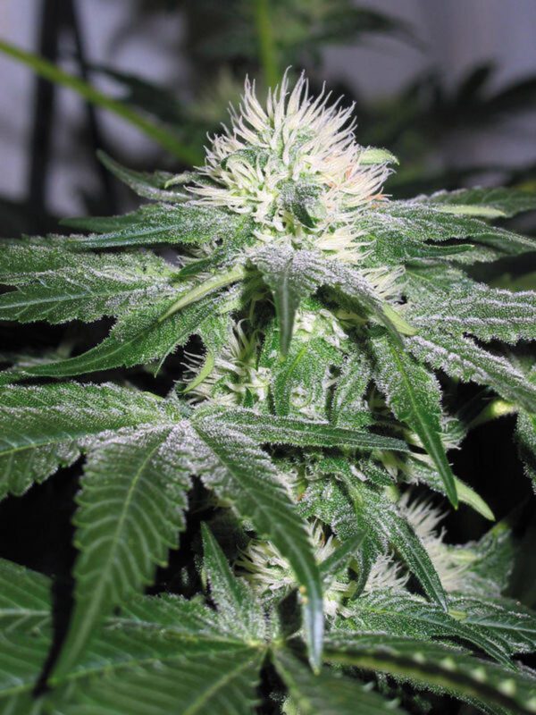 Ice Feminised Seeds by Royal Queen Seeds